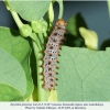 zerynthia polyxena larva5b